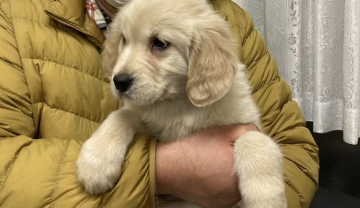 ココびより〜ゴールデンレトリーバーと暮らす〜