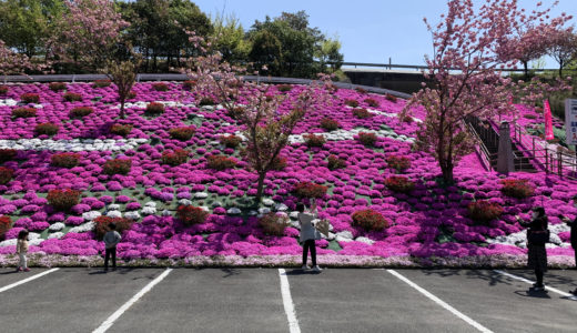 運転中思わず見惚れてしまった満開の芝桜。高塚愛宕地蔵尊に立ち寄りました。